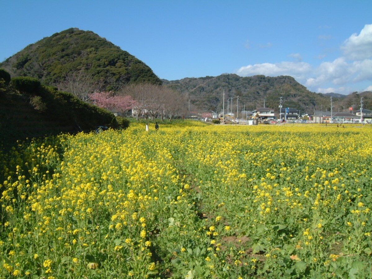 みなみの桜と菜の花まつり(11)/菜の花畑とみなみの桜