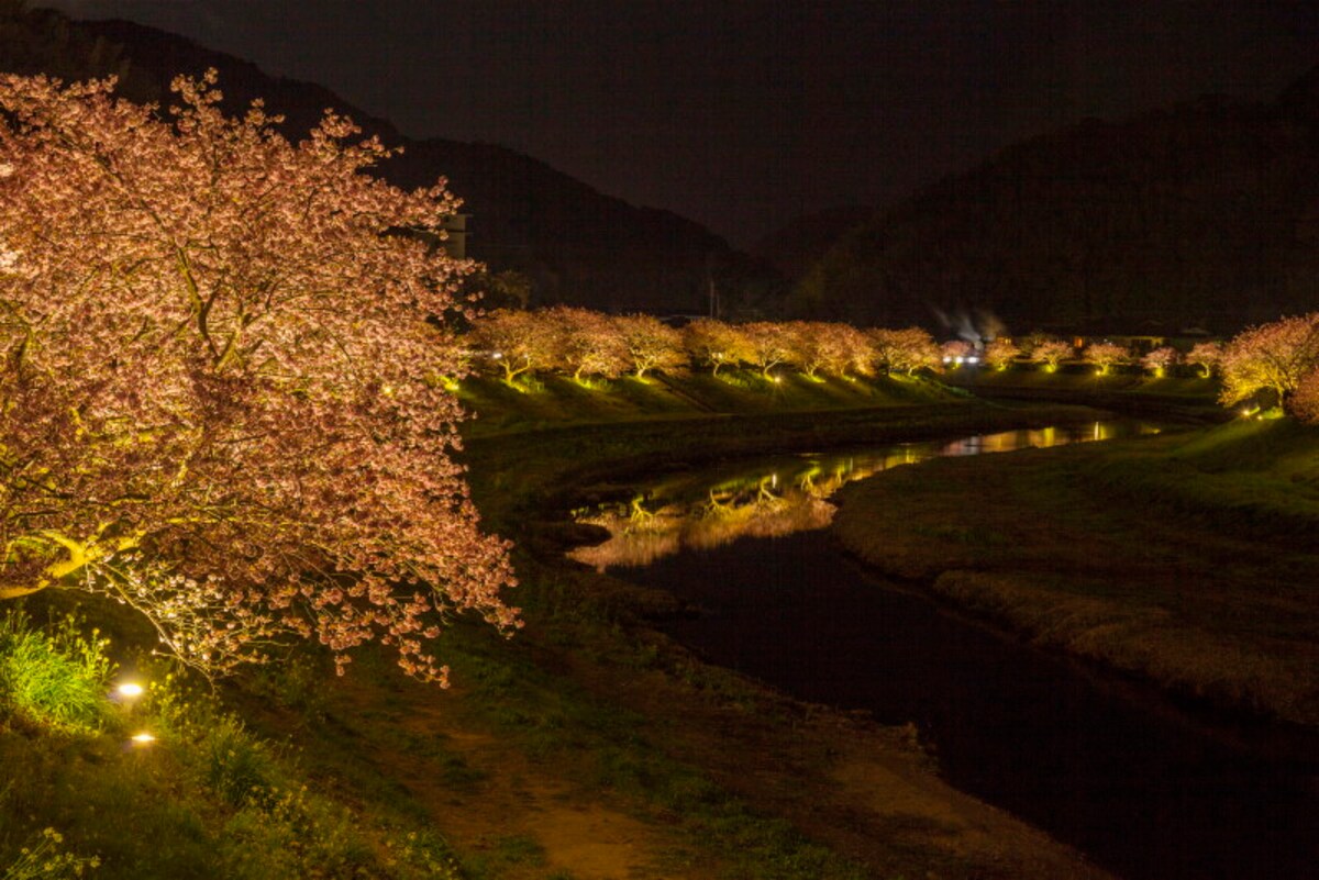 みなみの桜と菜の花まつり(12)/みなみの桜のライトアップ