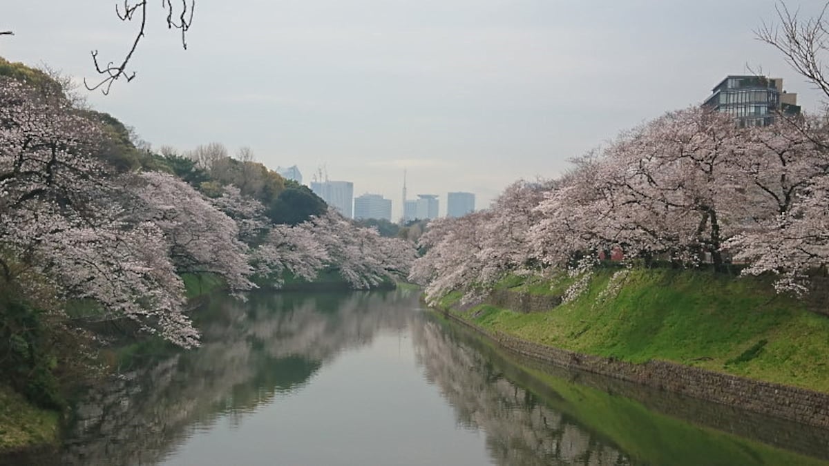 千鳥ヶ淵の桜（1）