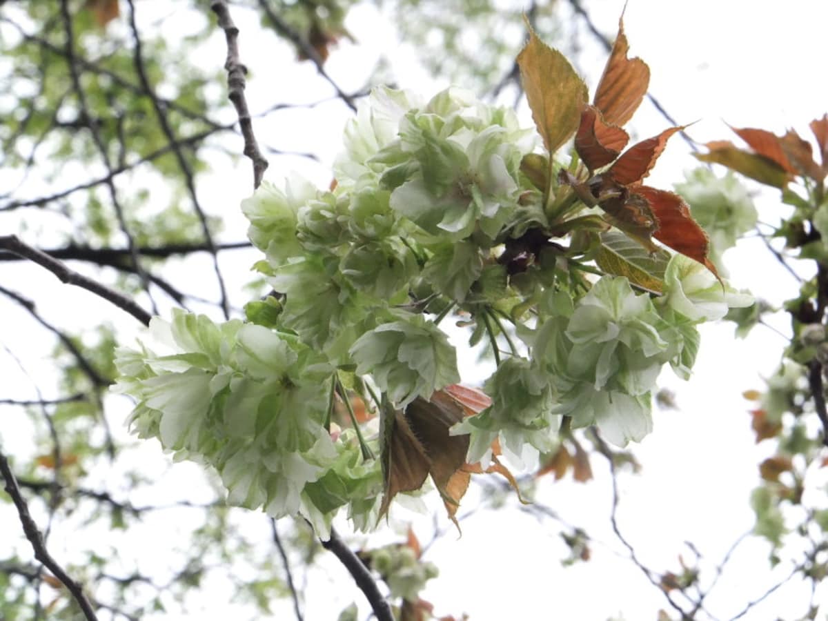 皇居東御苑の桜（2）／御衣黄