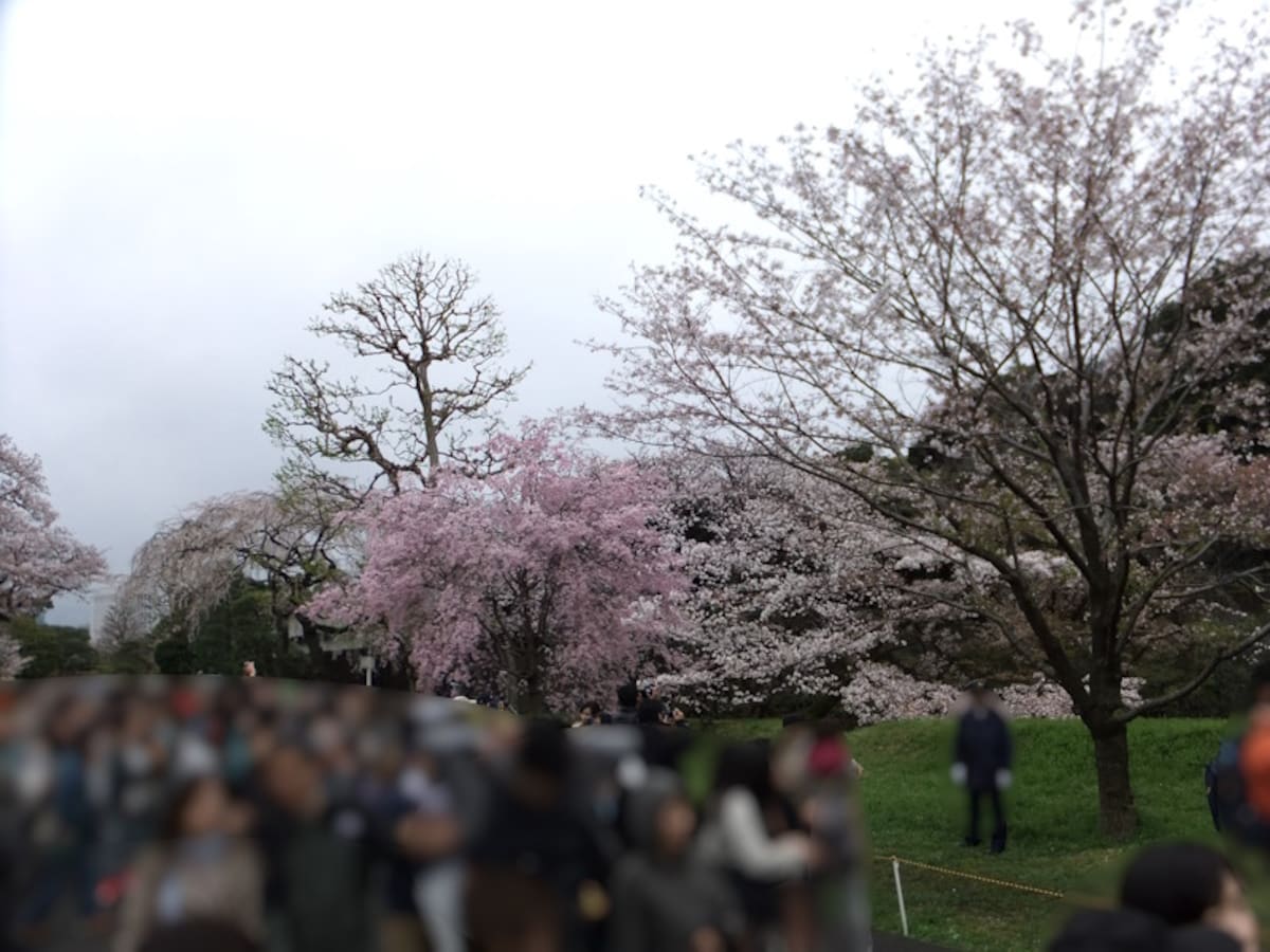 皇居乾通りの桜（1）