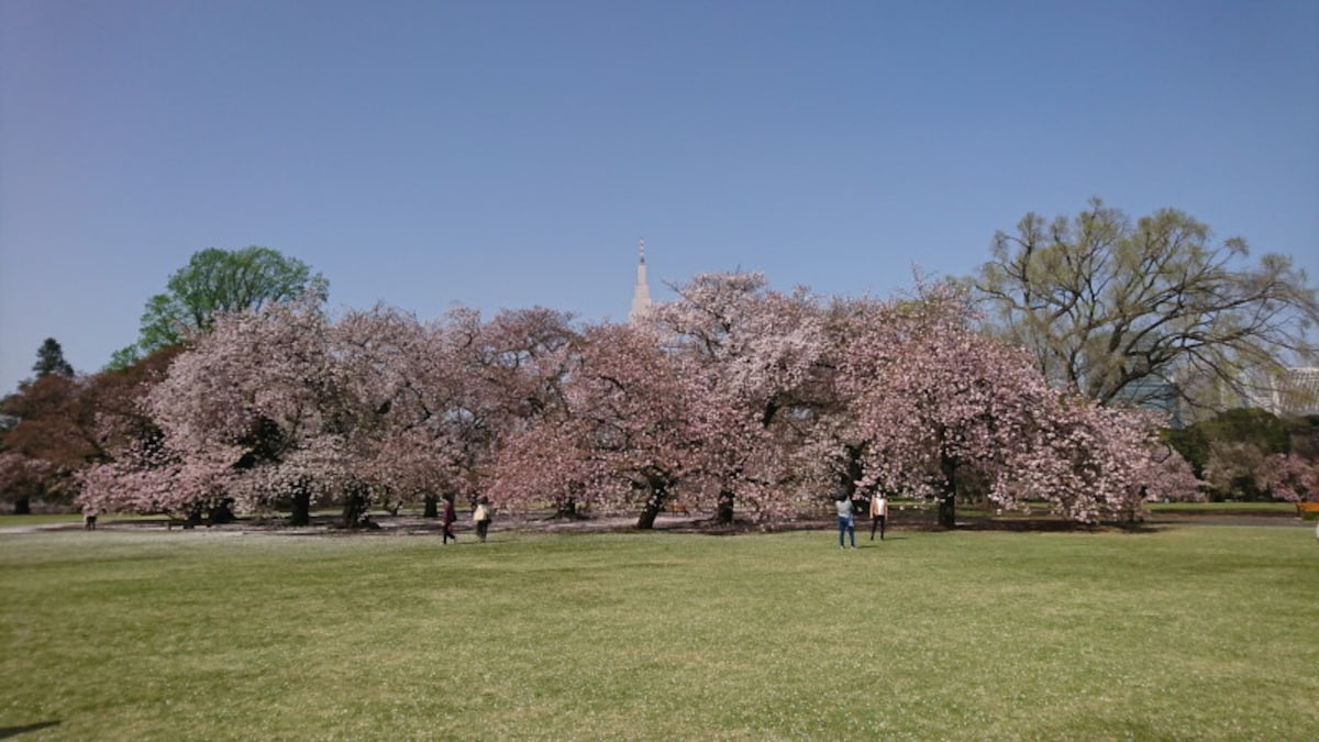 新宿御苑の桜（1）
