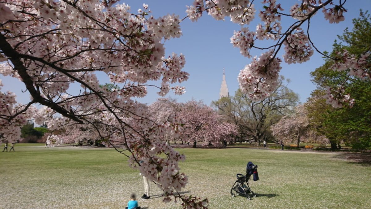 新宿御苑の桜（2）