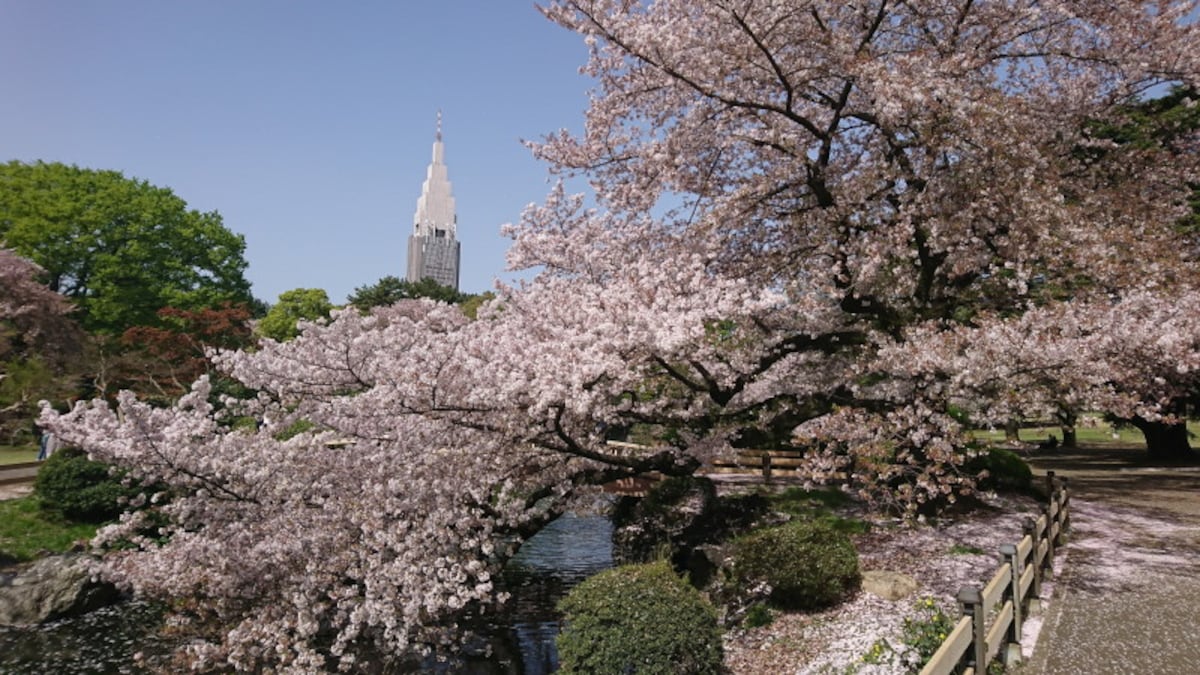 新宿御苑の桜（3）