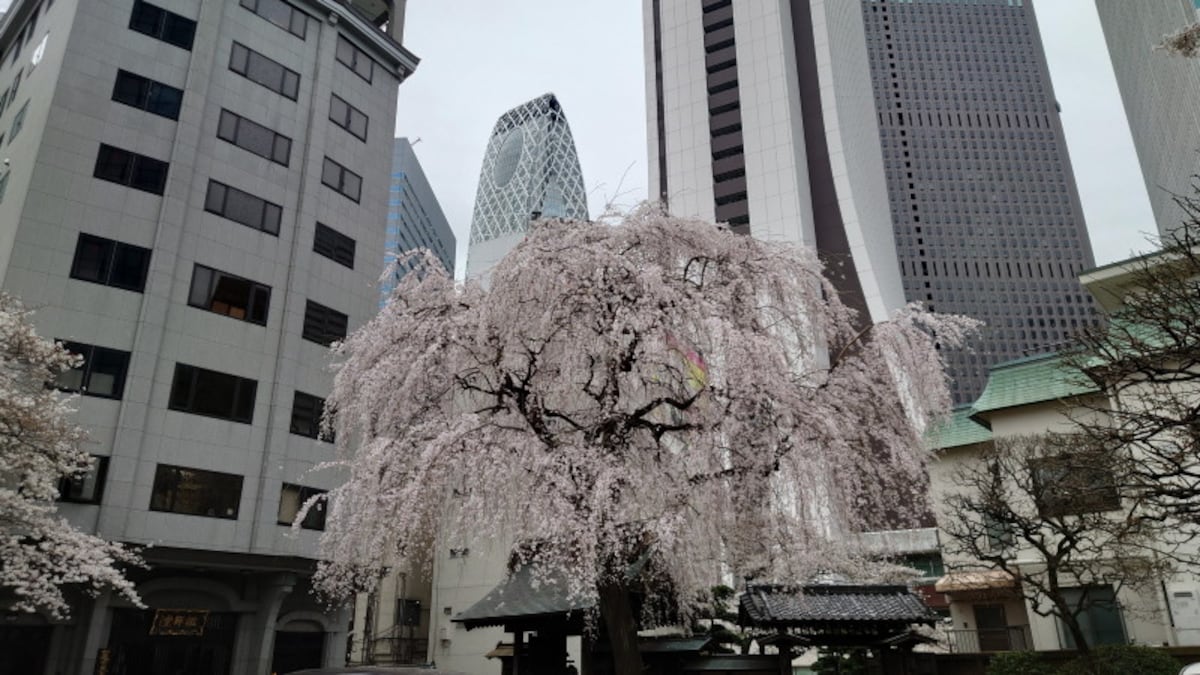 常圓寺のしだれ桜