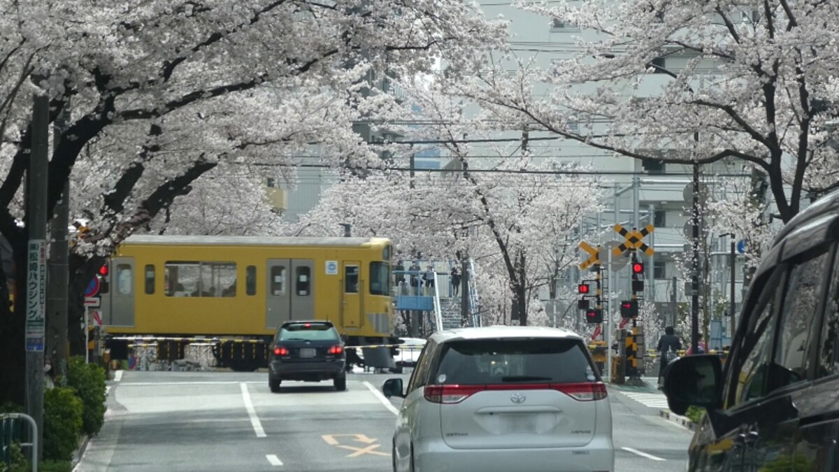 中野通りの桜のトンネル（2）／西武新宿線の踏切と電車