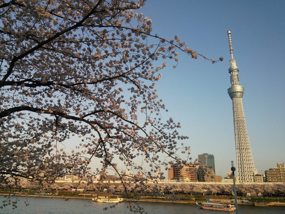 隅田公園の桜並木（1）／東京スカイツリーと共に