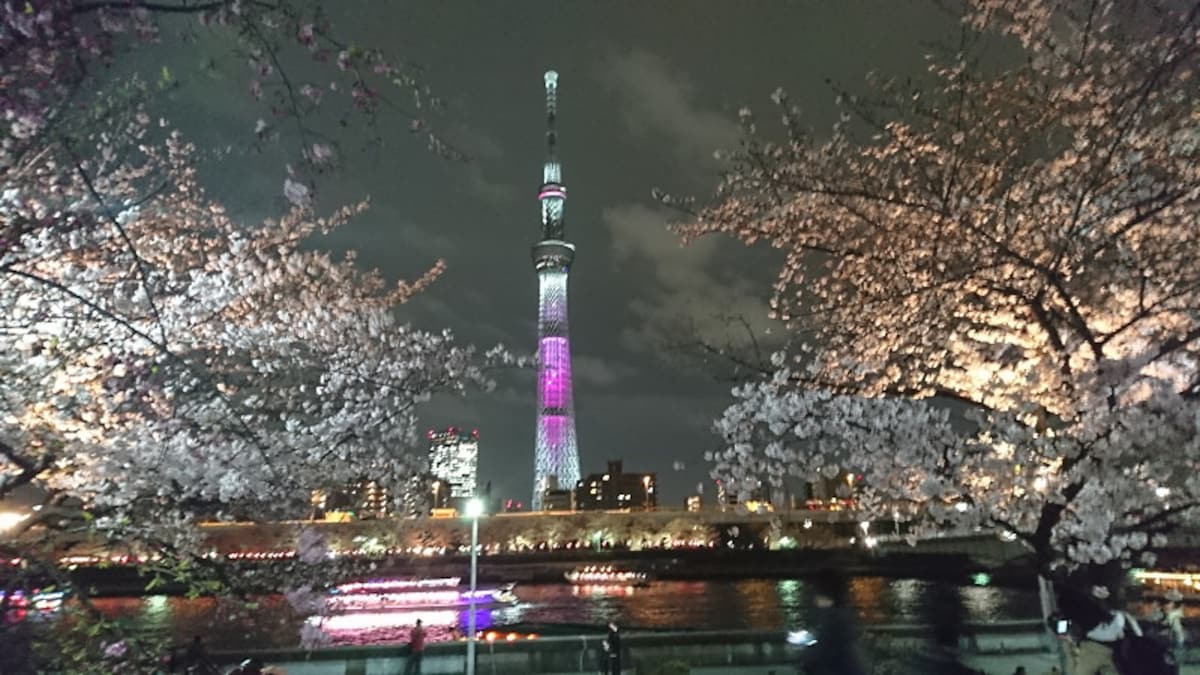 隅田公園の桜並木（4）／東京スカイツリーのライトアップ、屋形船と共に