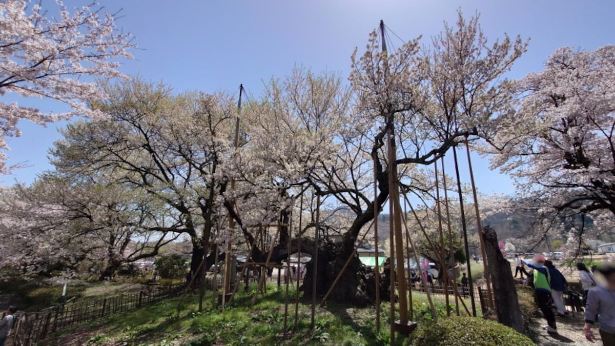 山高神代桜（1）