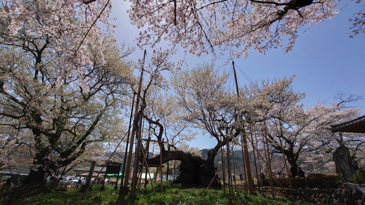 山高神代桜（2）