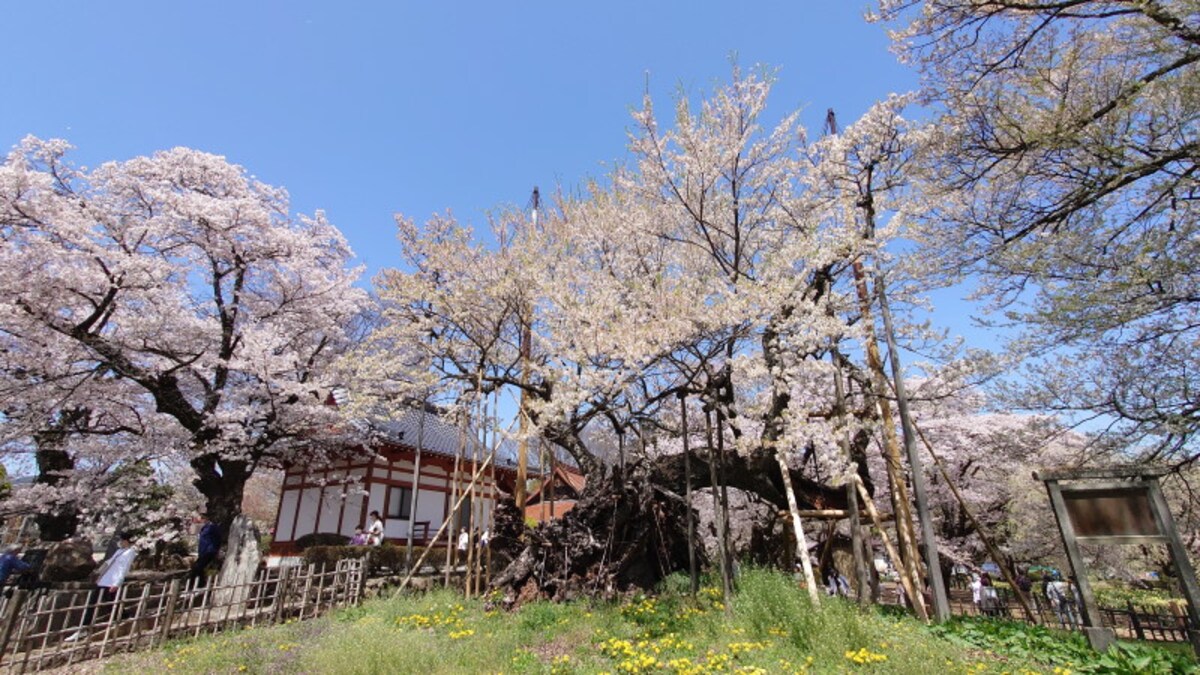山高神代桜（3）