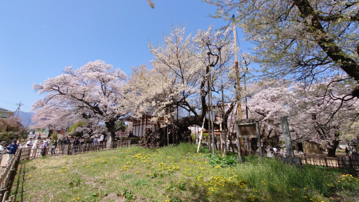 山高神代桜（4）