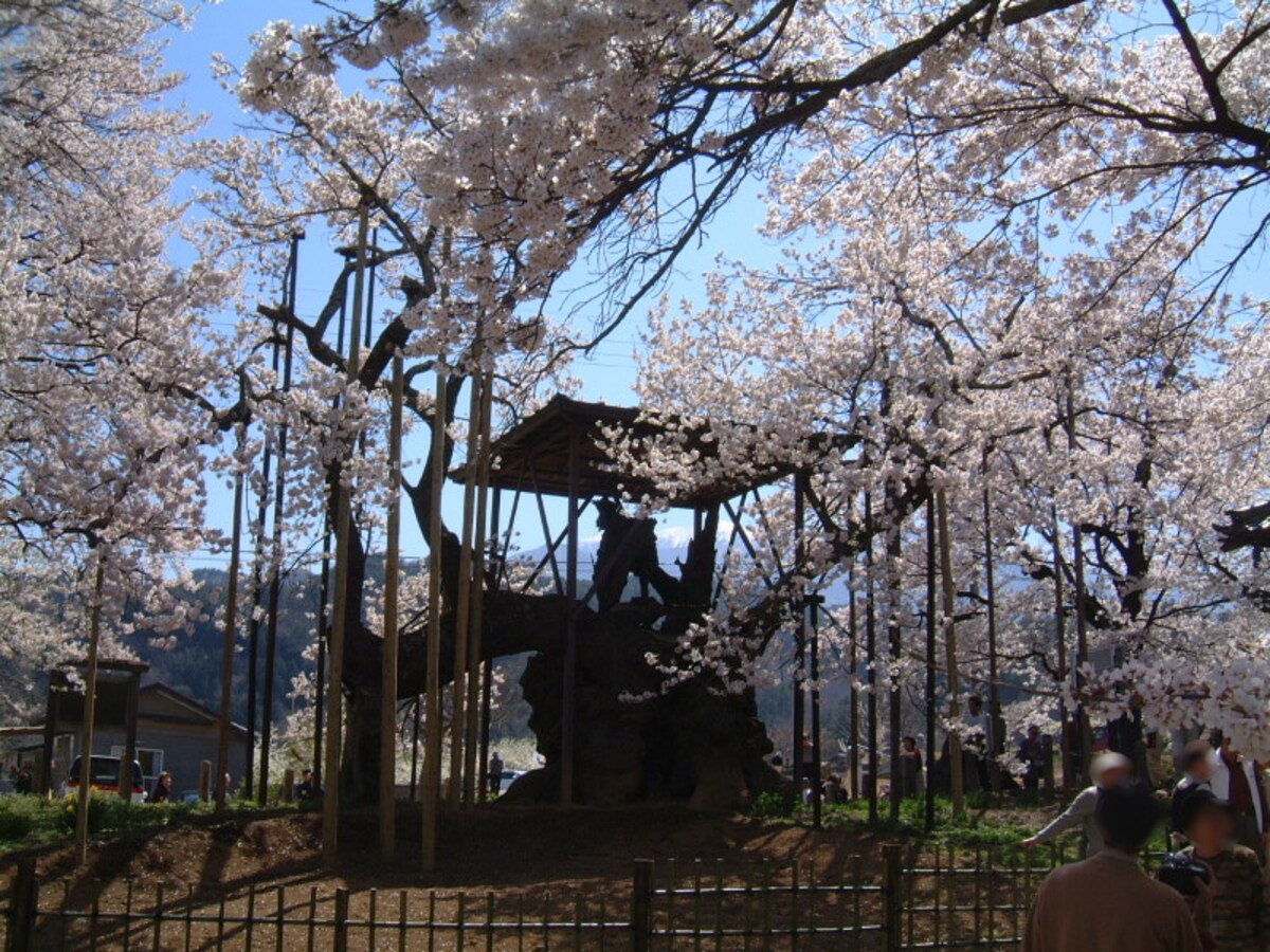 山高神代桜（5）