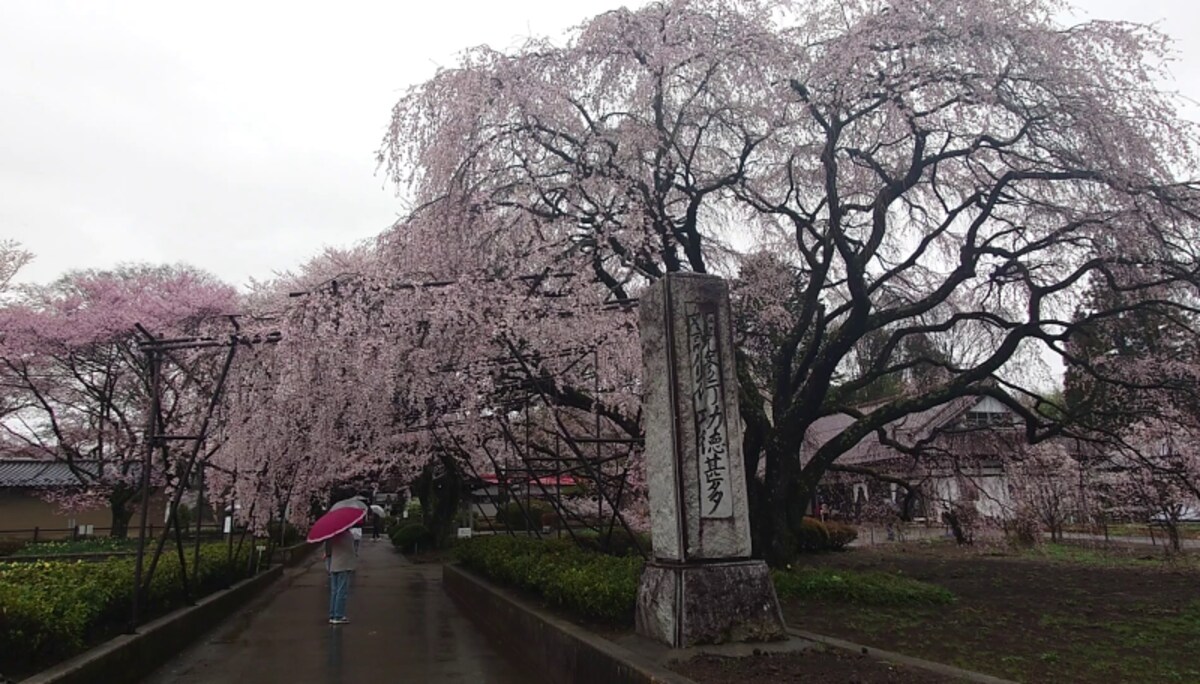 実相寺に移植された著名な桜の子孫樹（1）／身延山久遠寺のしだれ桜