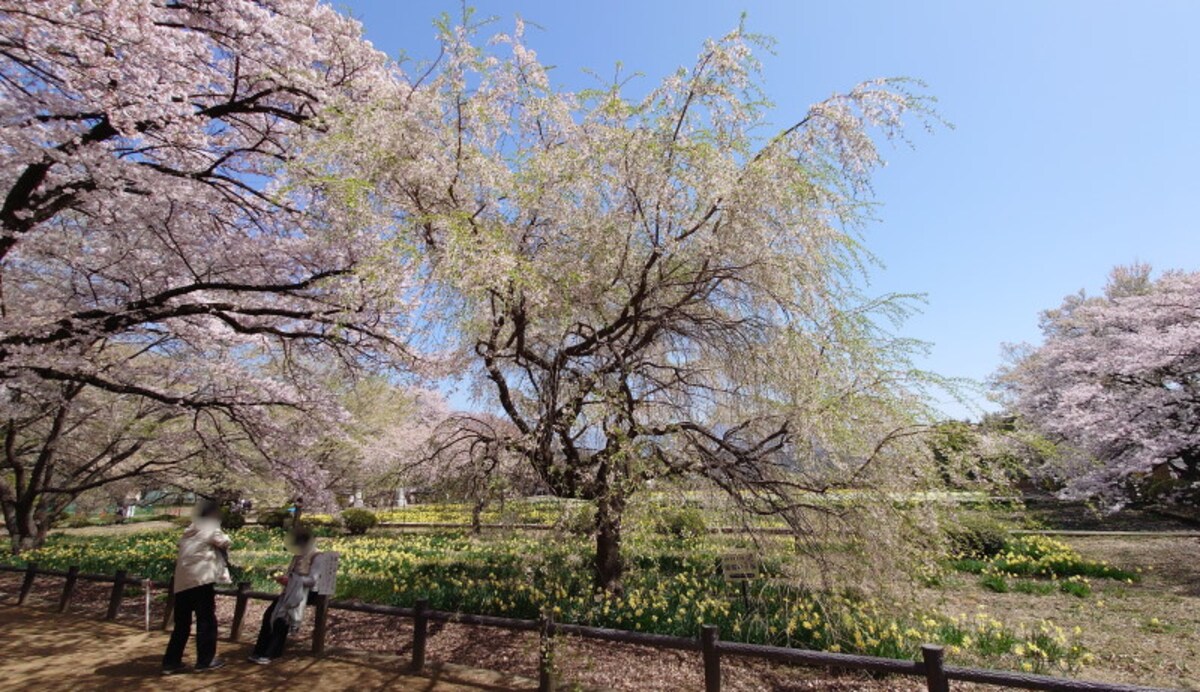 実相寺に移植された著名な桜の子孫樹（2）／三春の滝桜