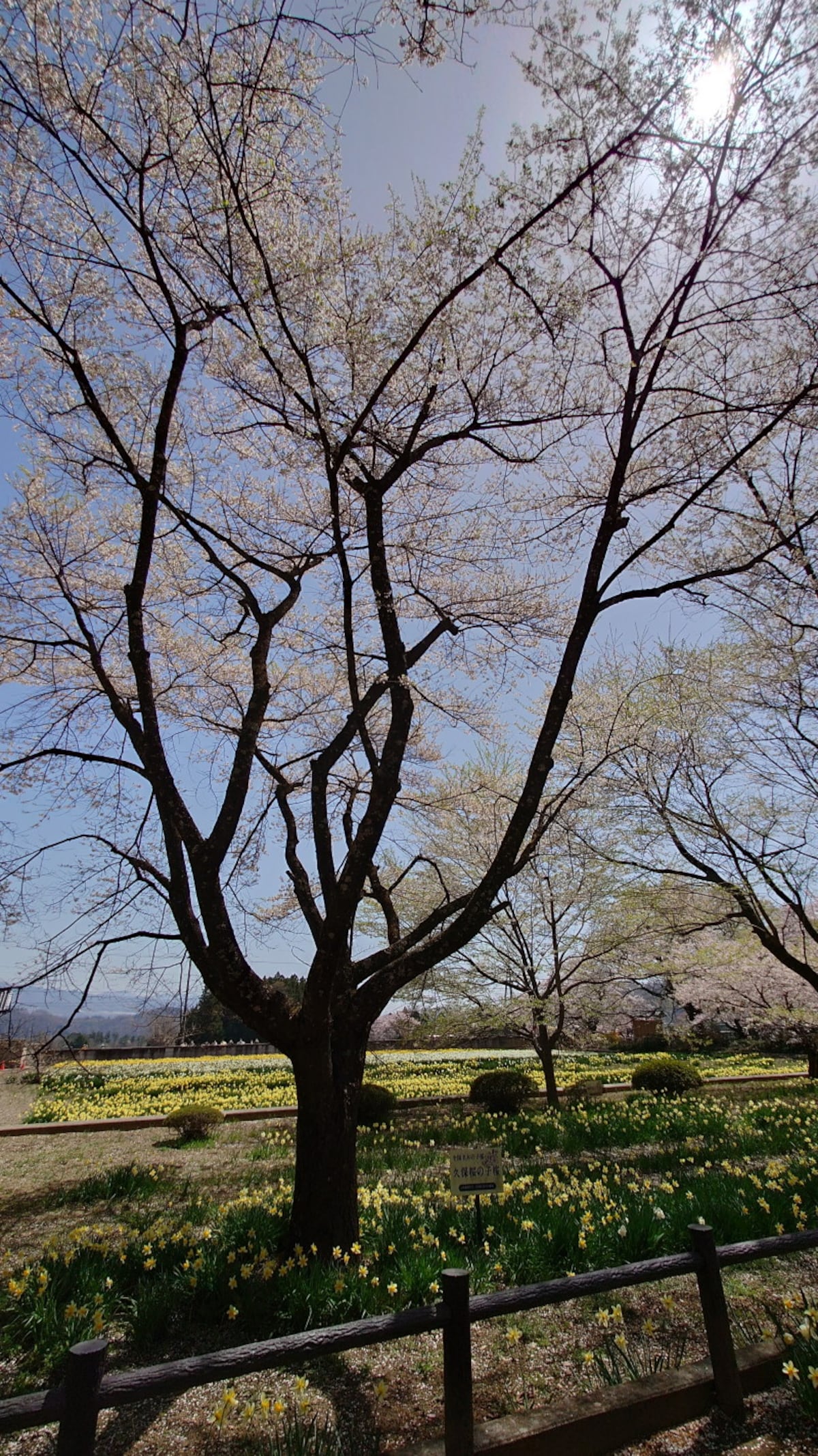 実相寺に移植された著名な桜の子孫樹（3）／伊佐沢の久保桜