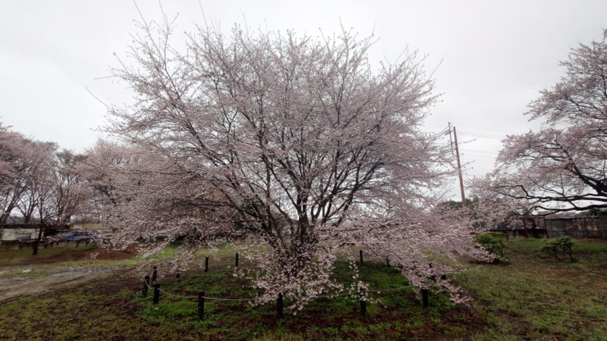 実相寺の桜の風景（2）／地涌の桜・宇宙ザクラ