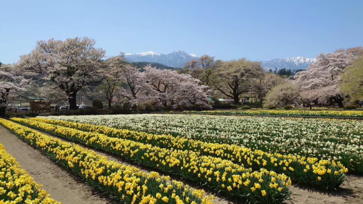実相寺の桜の風景（3）／水仙畑、鳳凰三山と共に