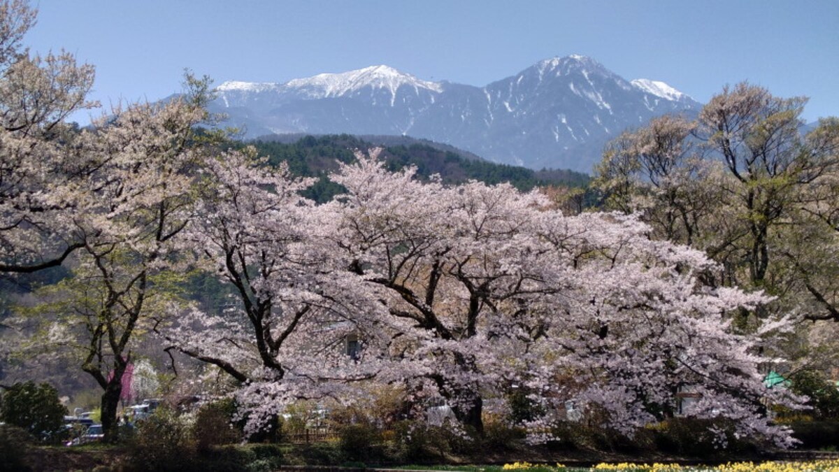 実相寺の桜の風景（4）／鳳凰三山と共に