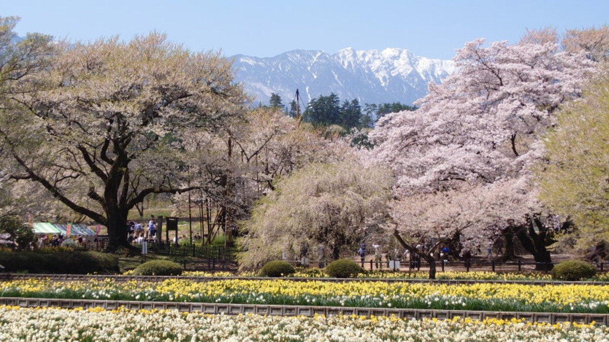 実相寺の桜の風景（1）