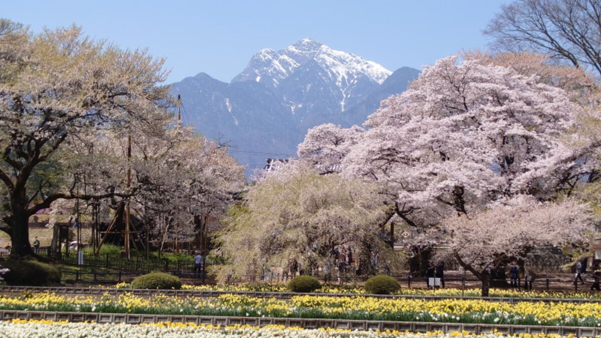 実相寺の桜の風景（5）／甲斐駒ヶ岳と共に