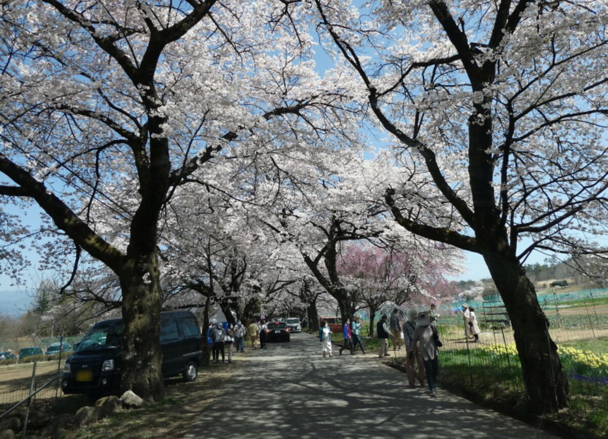 眞原桜並木（1）