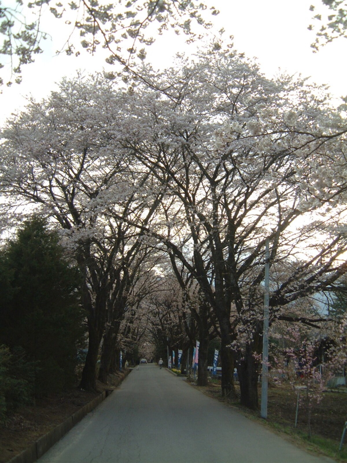 眞原桜並木（2）