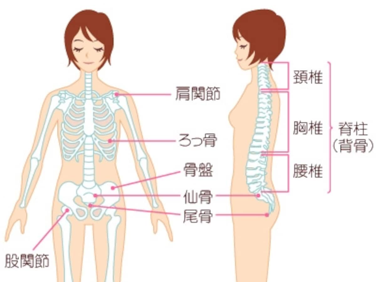 背骨（脊柱）と骨盤と股関節のつながり