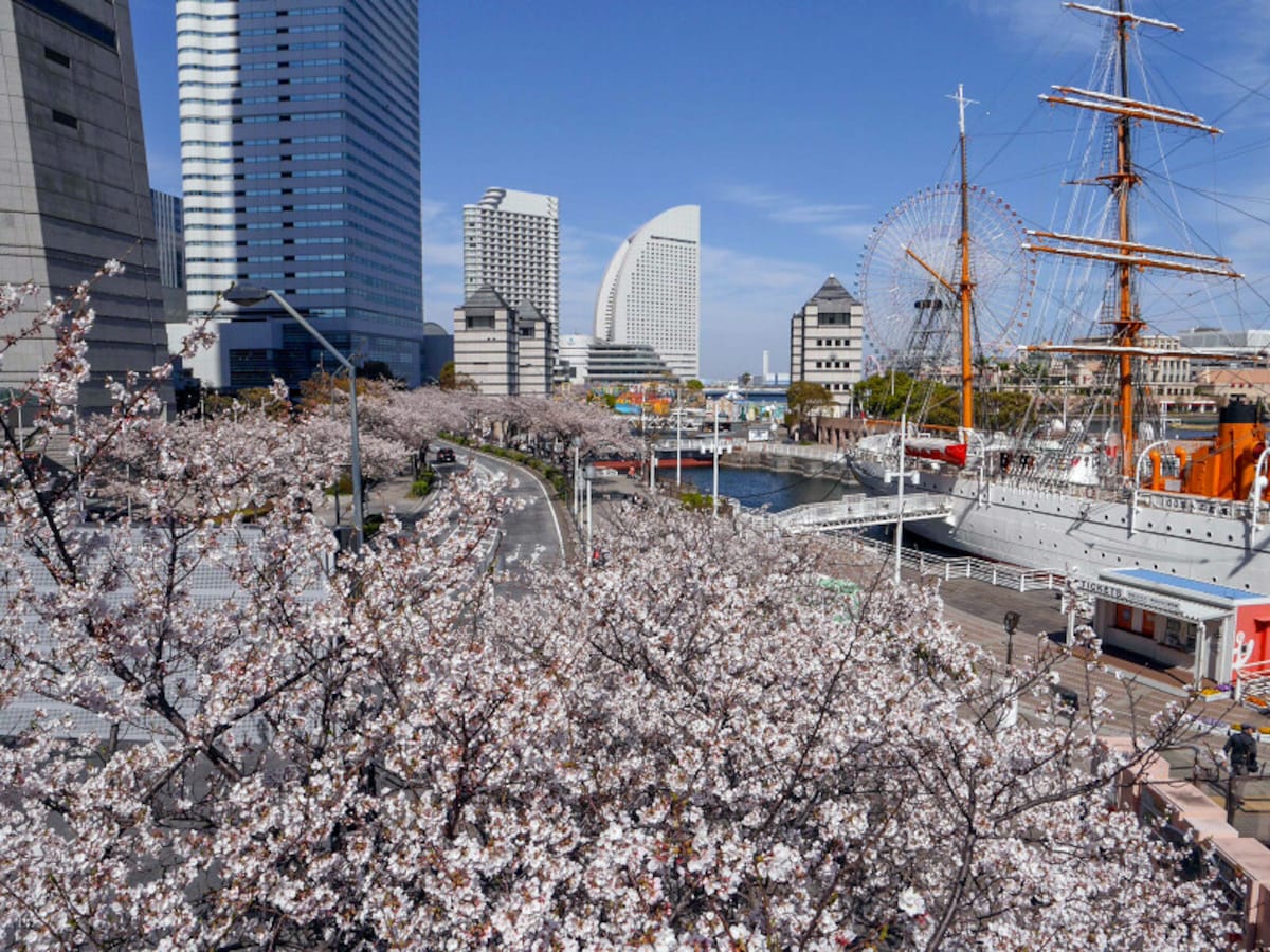 桜木町駅から海に向かう「さくら通り」の桜並木（2019年4月5日撮影）