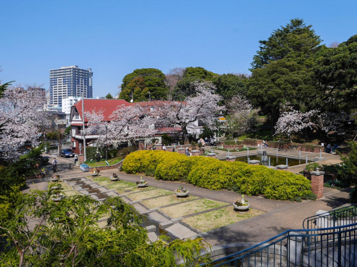 周りを囲むように咲く、元町公園のサクラ（2020年3月26日撮影）