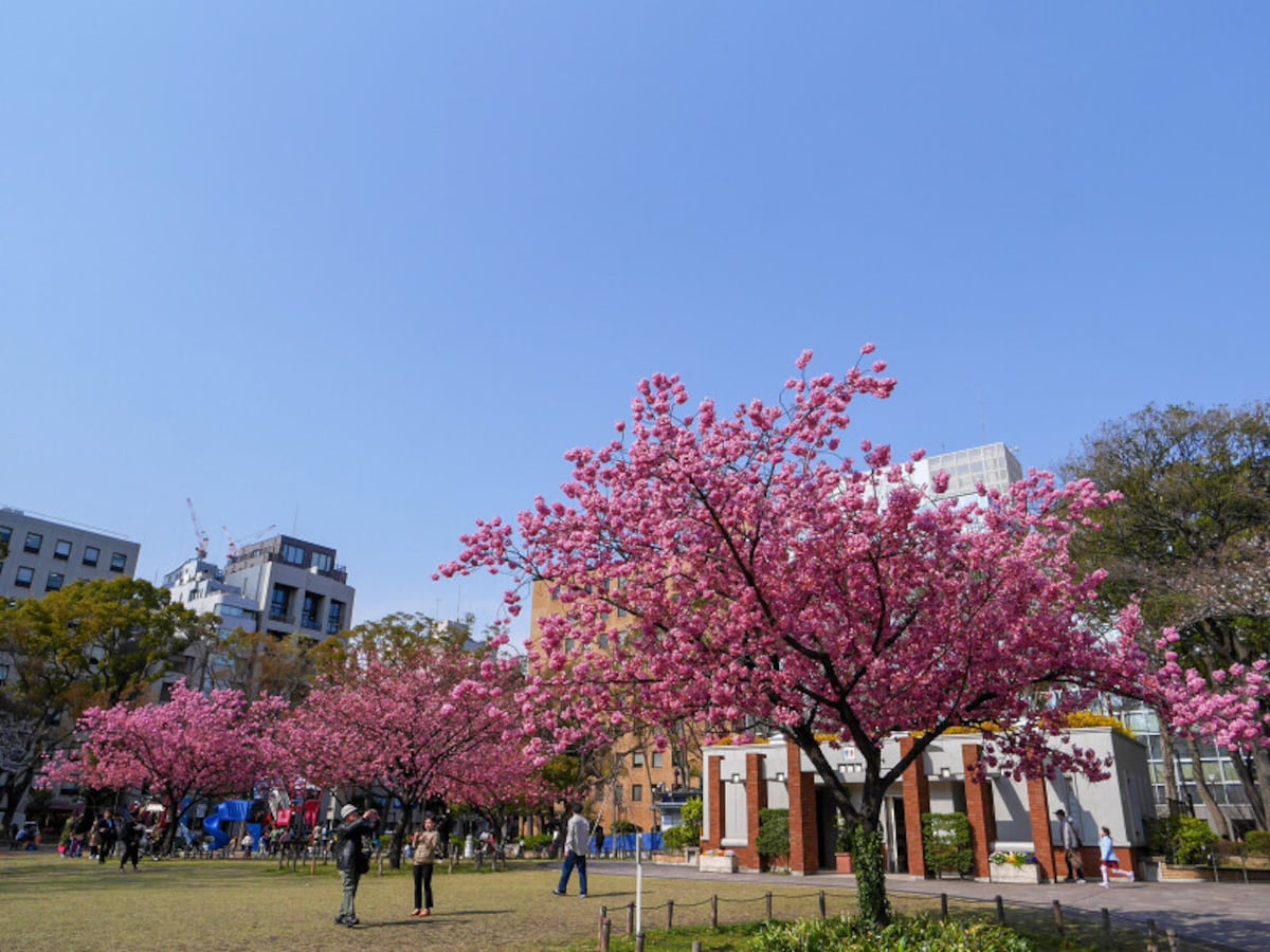 横浜で誕生した品種「横浜緋桜（ヨコハマヒザクラ）」が植えてある横浜公園（2019年3月27日撮影）