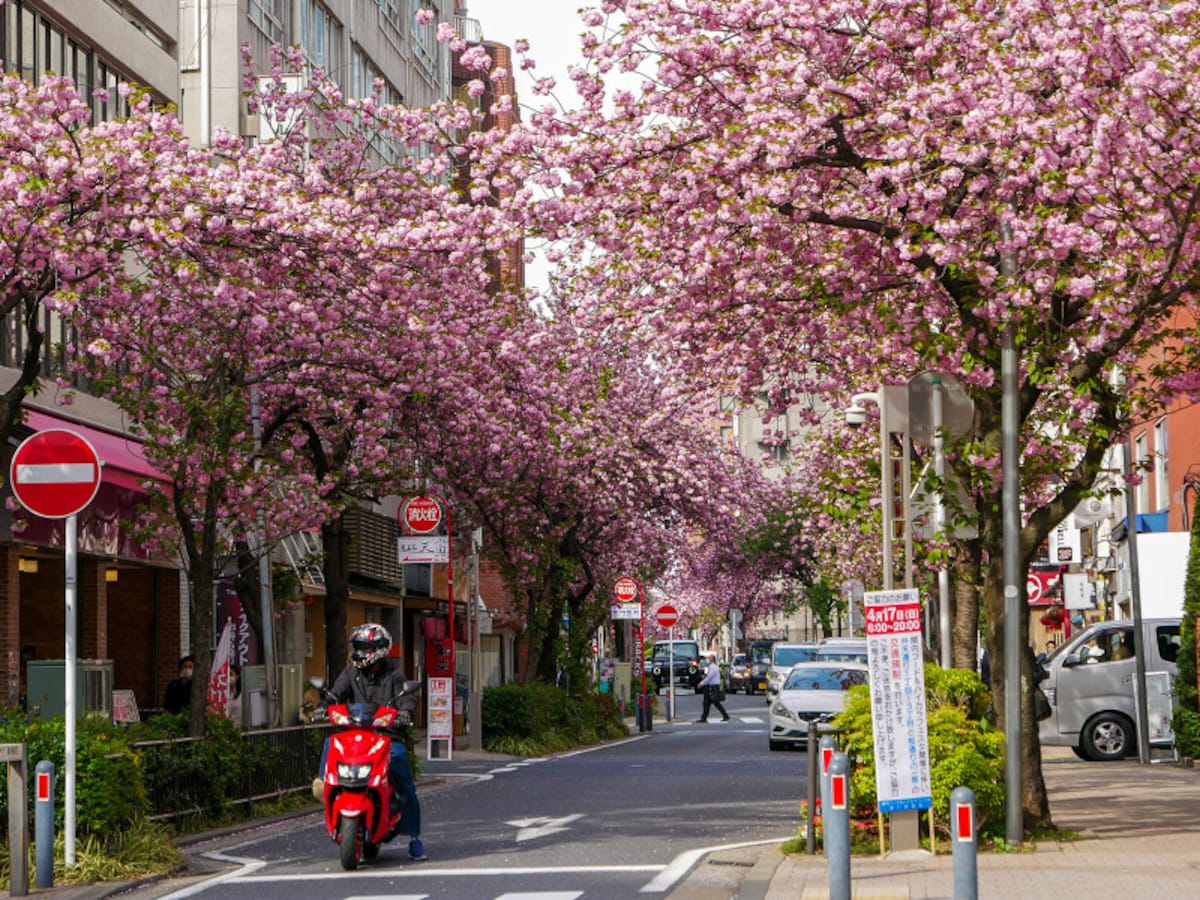 毎年4月中～下旬になると、ビジネス街にサクラのアーチが出現（2022年4月13日撮影）