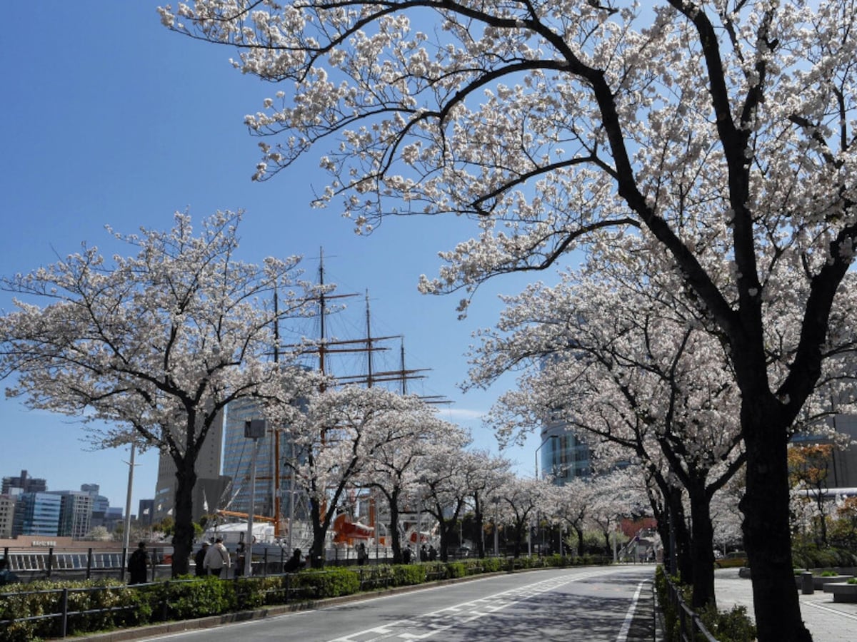 約500m続く、みなとみらいの「さくら通り」（2019年4月5日撮影）