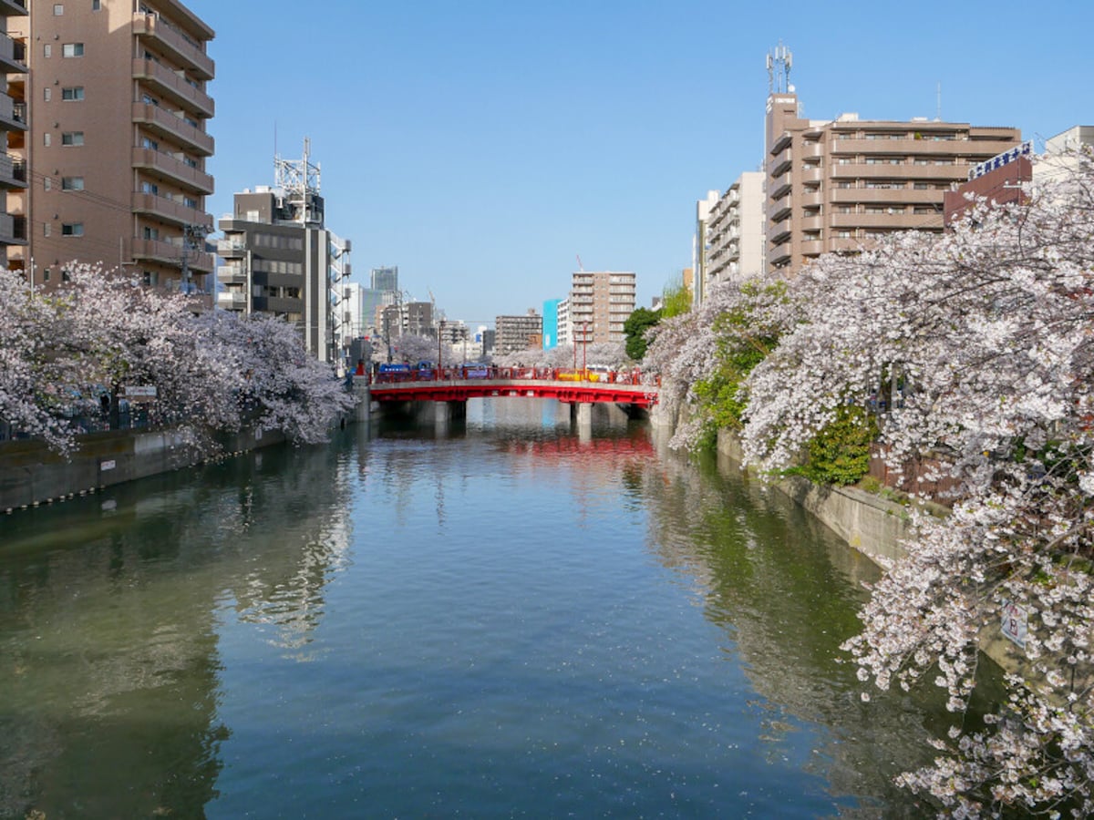 約500本の桜並木が続く、大岡川プロムナード（2021年3月29日撮影）