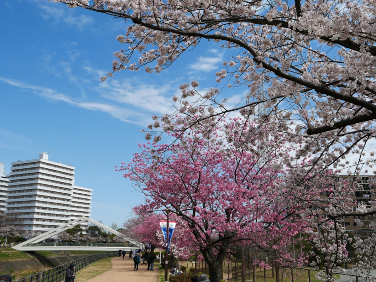 約1mkの桜並木が続く、新横浜駅前公園（2022年3月28日撮影）