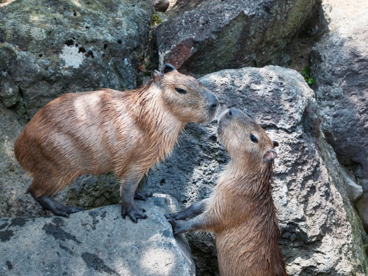 動物園
