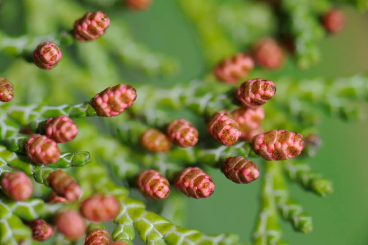 5月ならヒノキ花粉が花粉症の原因になります