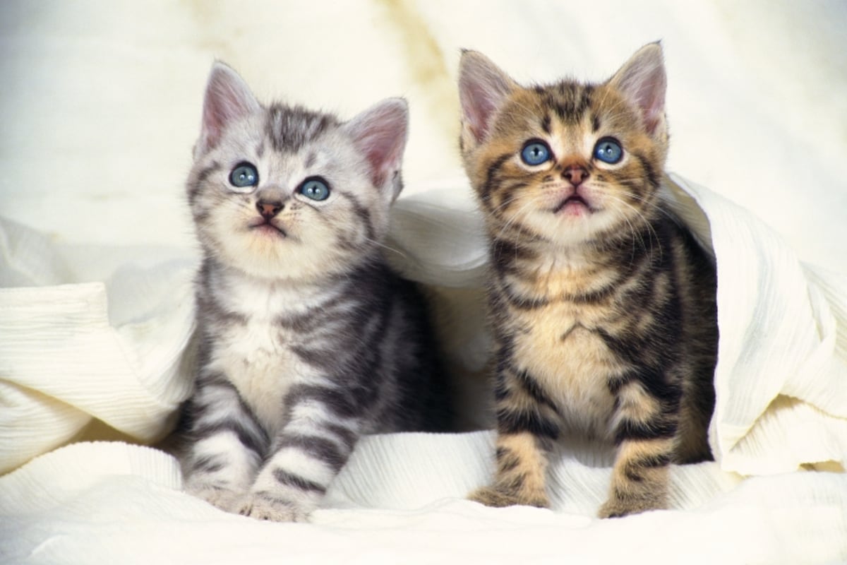 猫は毛色で性格がわかる？
