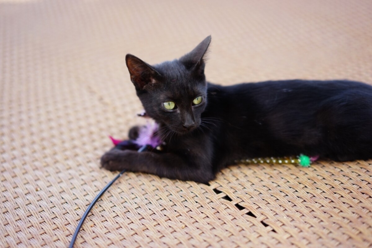 黒猫は穏やかで頭の良い子が多い