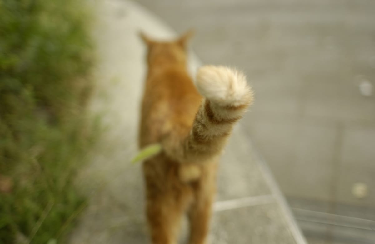 猫のしっぽには色んな気持ちが隠されています
