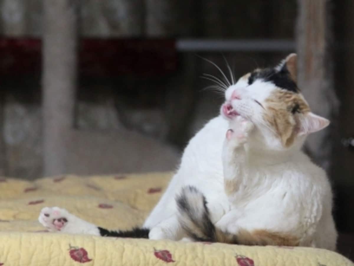 その鳴き声、どんな意味？