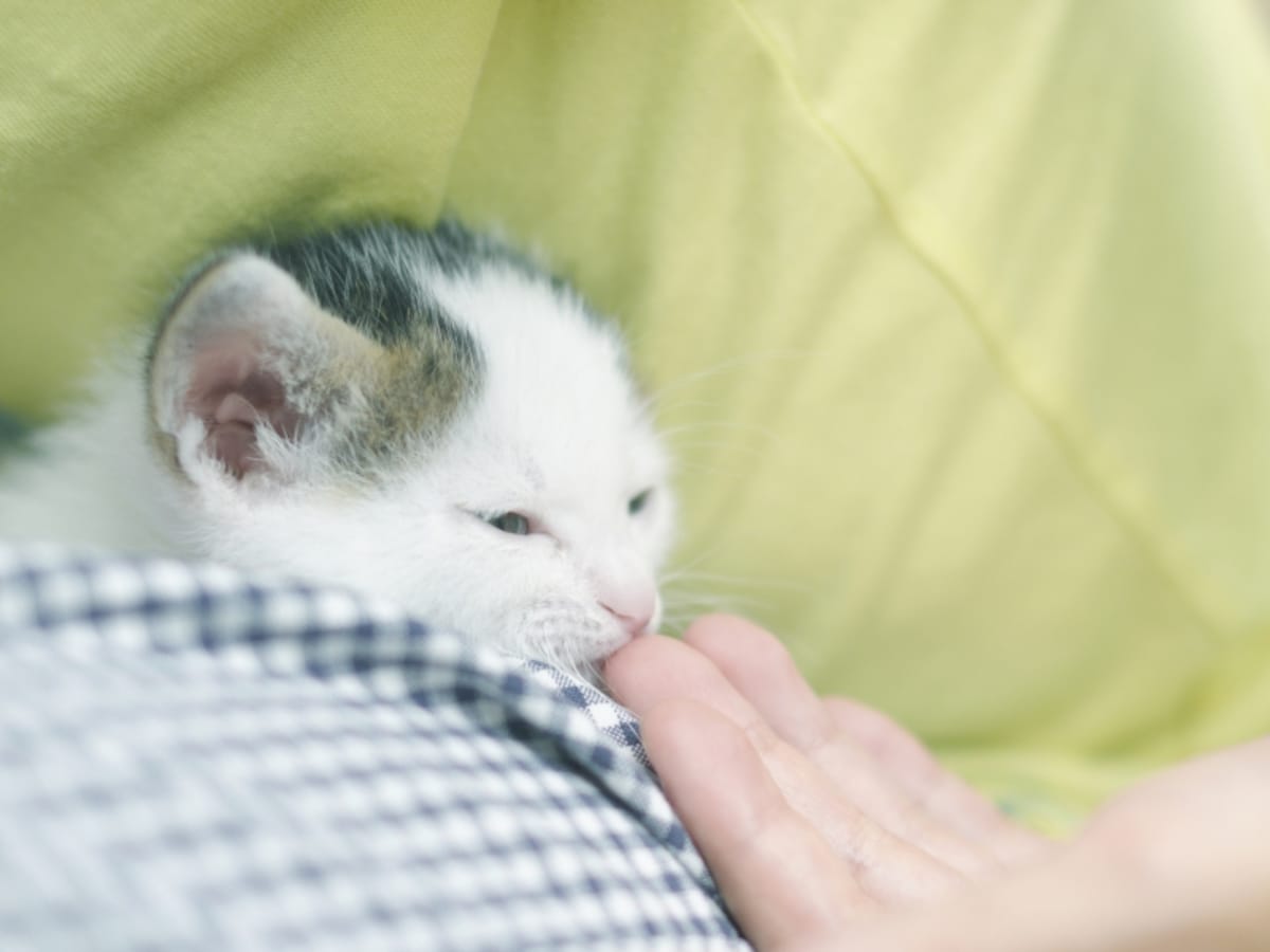 猫が飼い主に甘えるようにチューチューするときの気持ちって……？