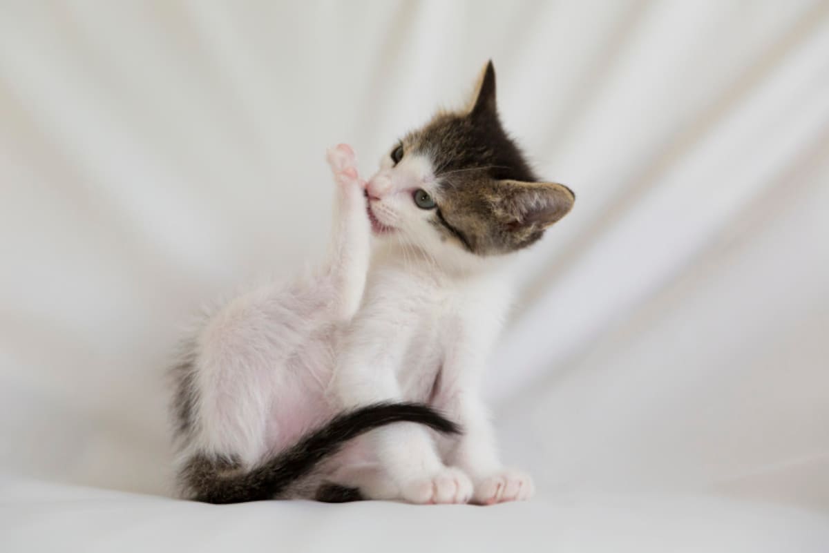 猫がお風呂のシャンプー時に暴れる！おすすめのシャンプー法は？