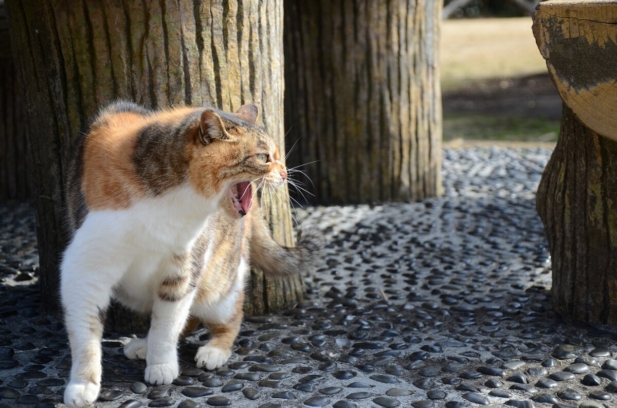 猫よけ対策