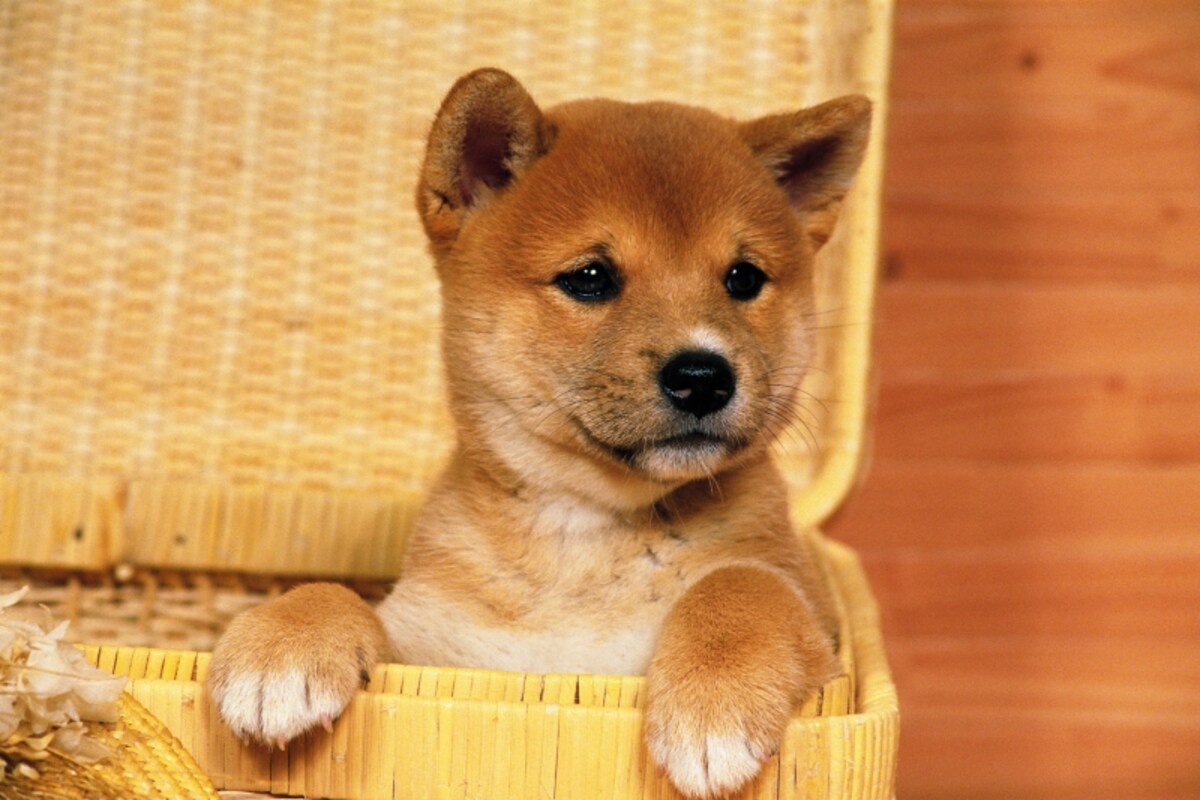 犬を飼う準備の前に、まずは本当に飼えるのかじっくり考えましょう