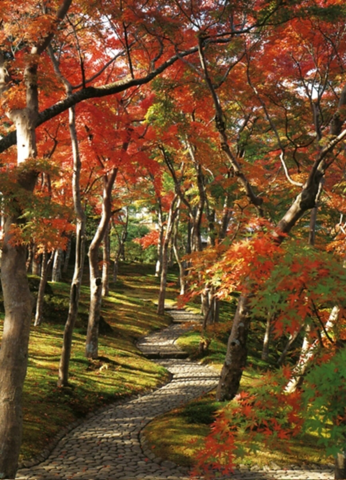 紅葉の苔庭