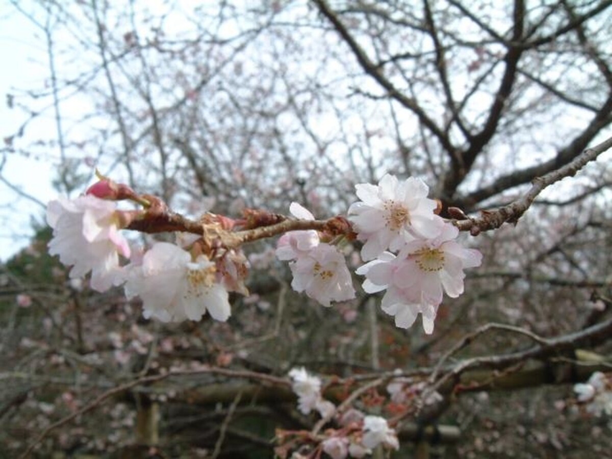 実光院の不断桜(5)