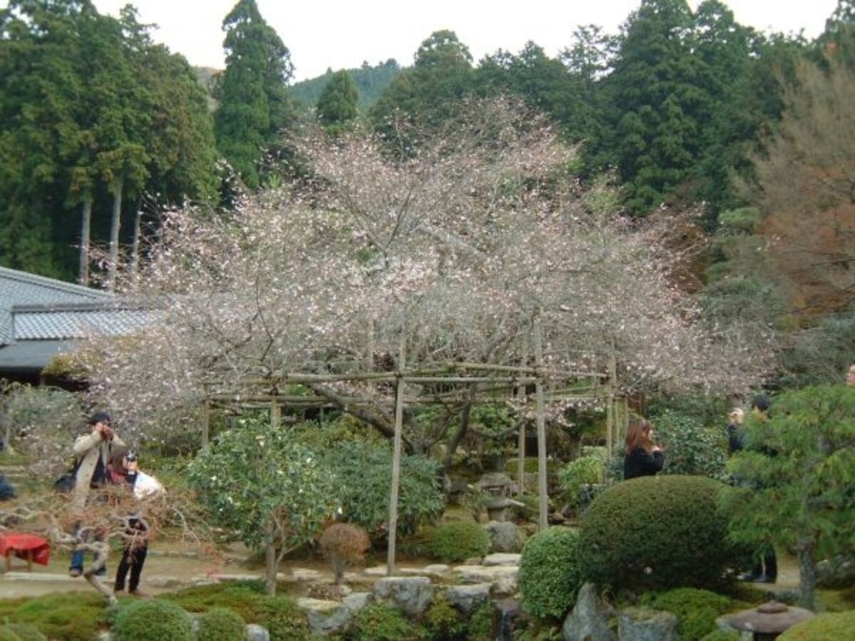 実光院の不断桜(2)