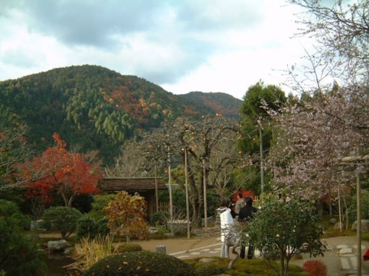 実光院の不断桜(3)