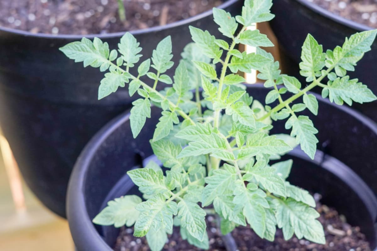 ベランダなどで、プランターを使った家庭菜園を始めるとして、土作りはとても大切な作業です